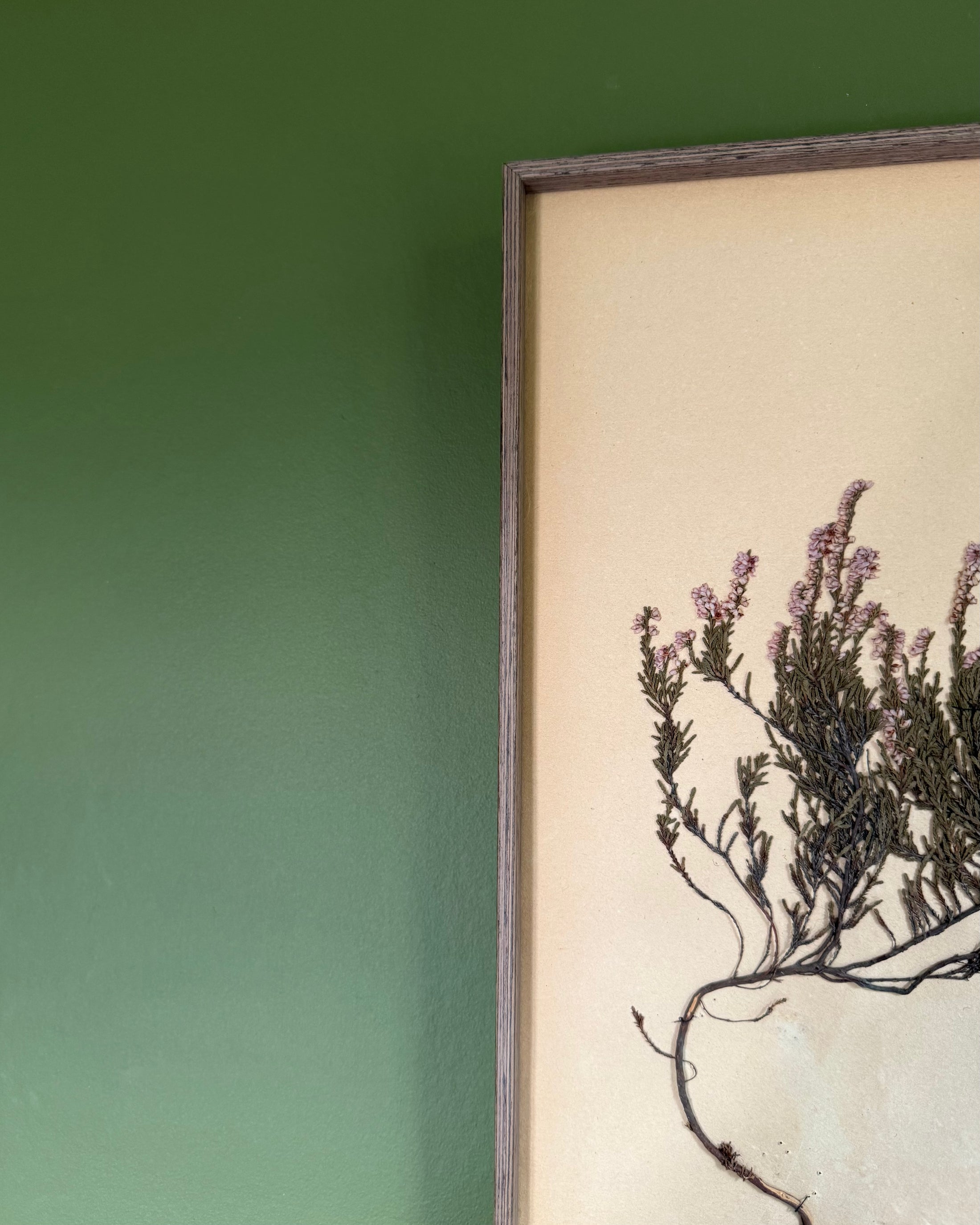 Framed Herbarium Sheet #8