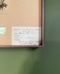 Load image into Gallery viewer, Framed Herbarium Sheet #1
