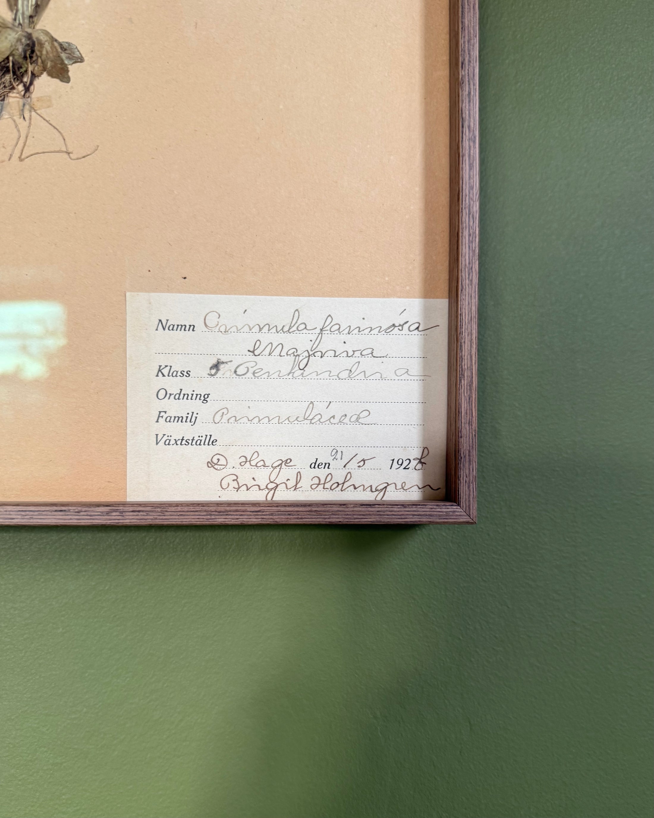 Framed Herbarium Sheet #1