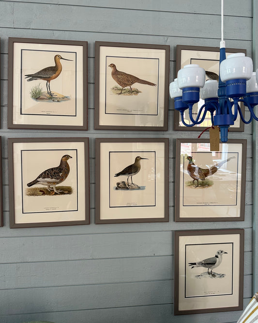 Collection of Framed Vintage Bird Prints