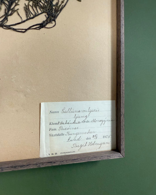 Framed Herbarium Sheet #8