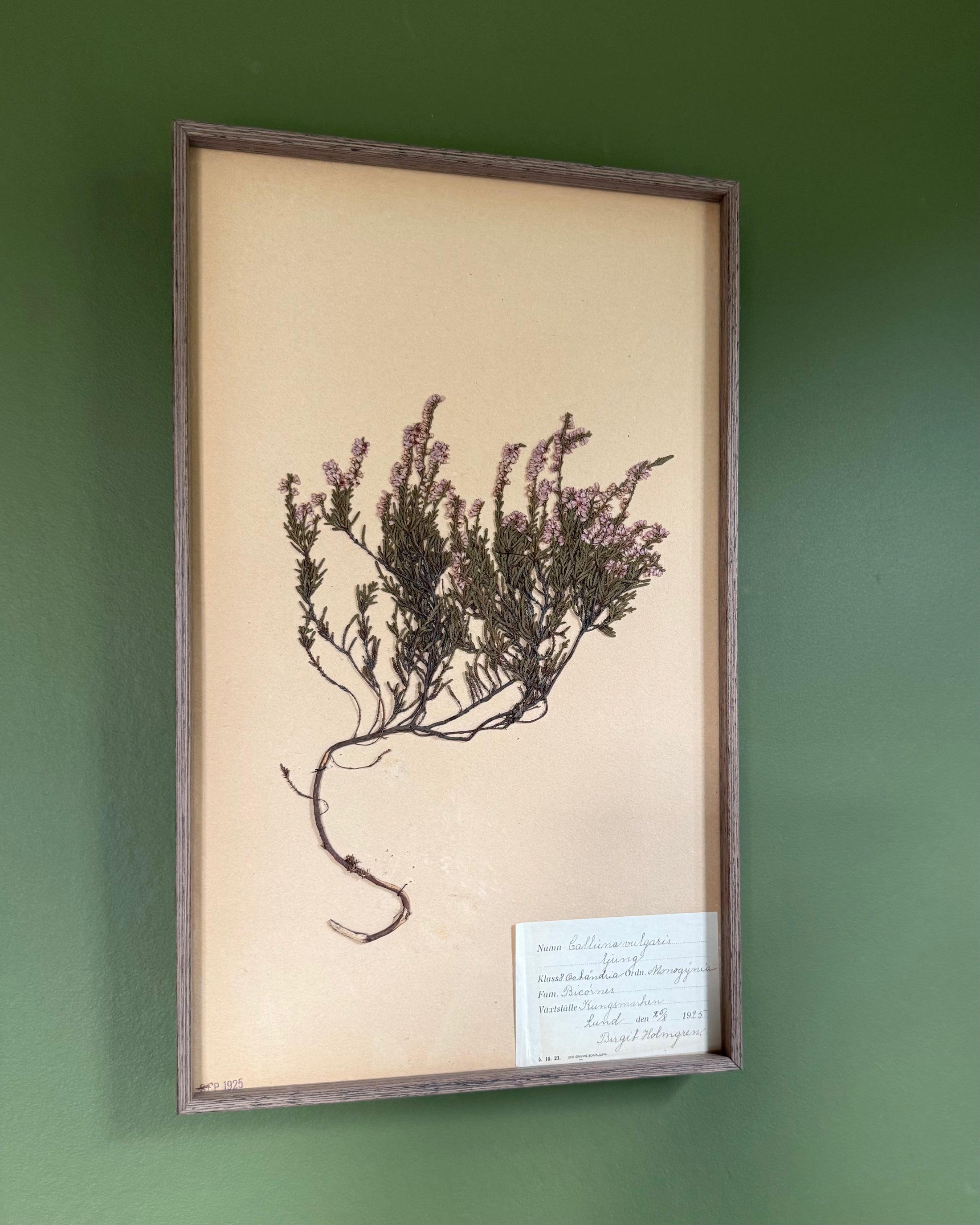 Framed Herbarium Sheet #8