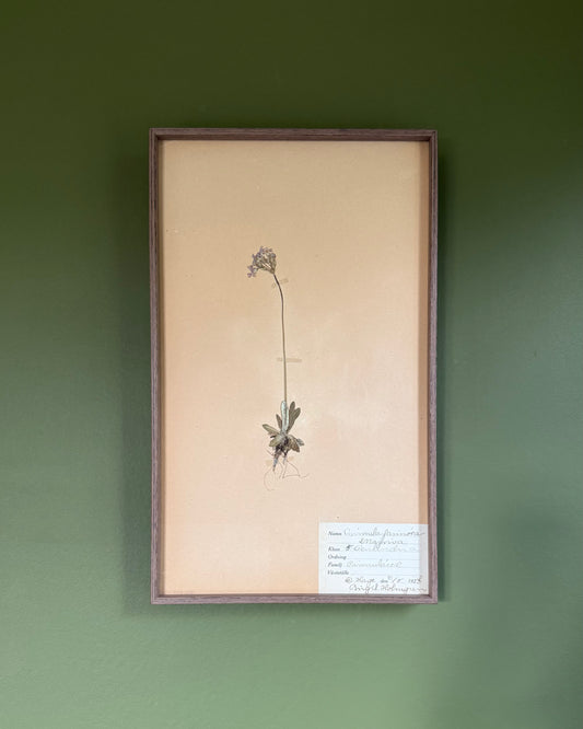Framed Herbarium Sheet #1