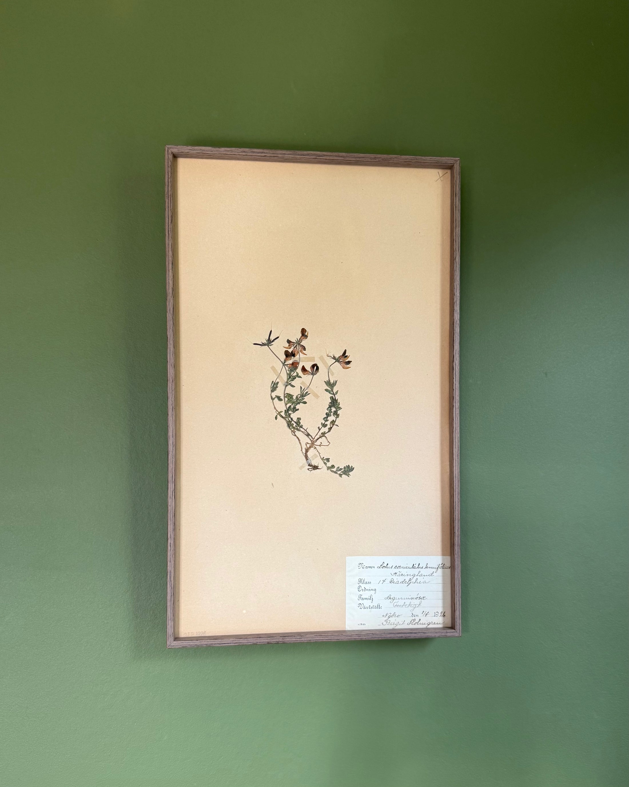 Framed Herbarium Sheet #2