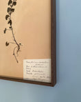 Load image into Gallery viewer, Framed Herbarium Sheet #19
