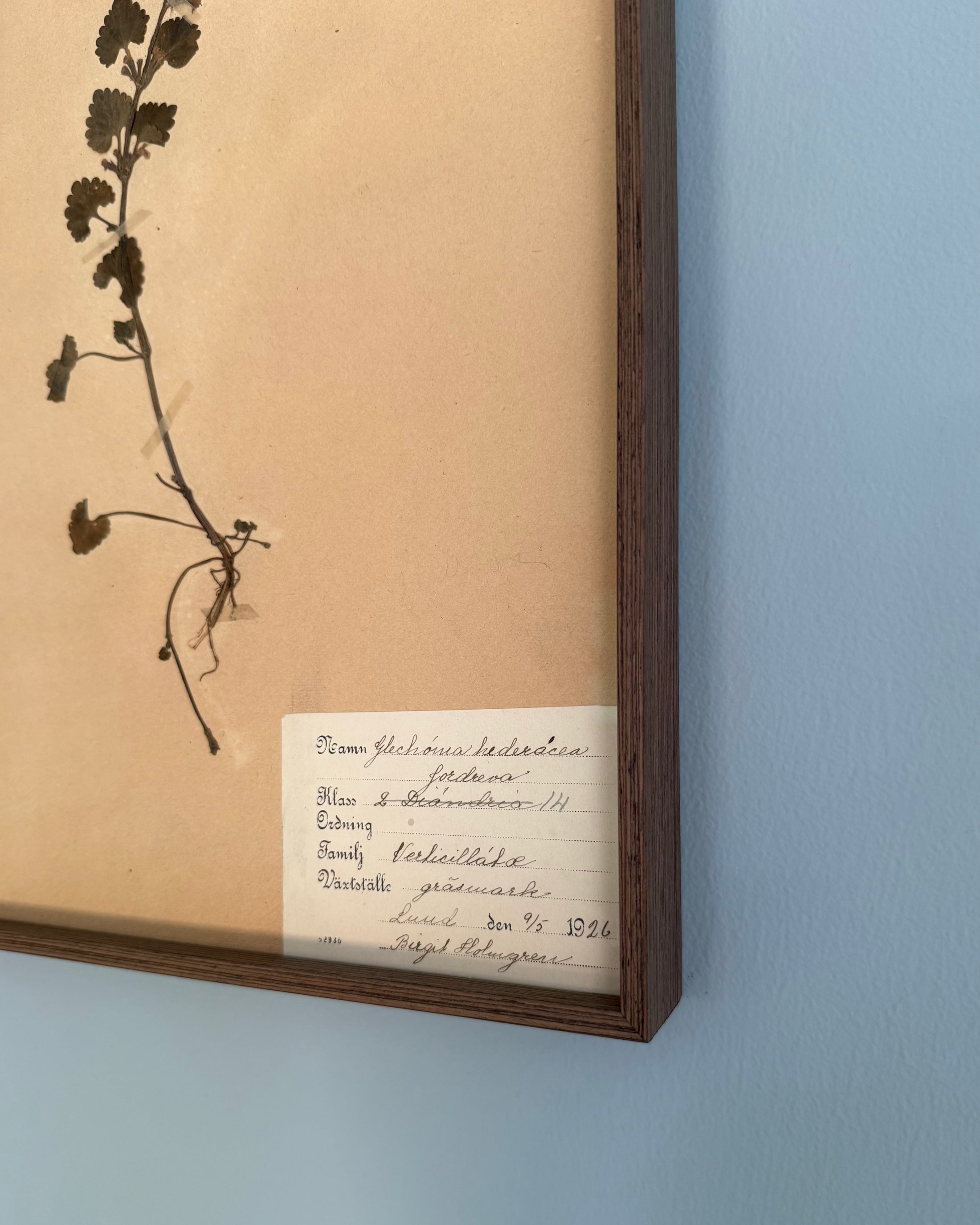 Framed Herbarium Sheet #19
