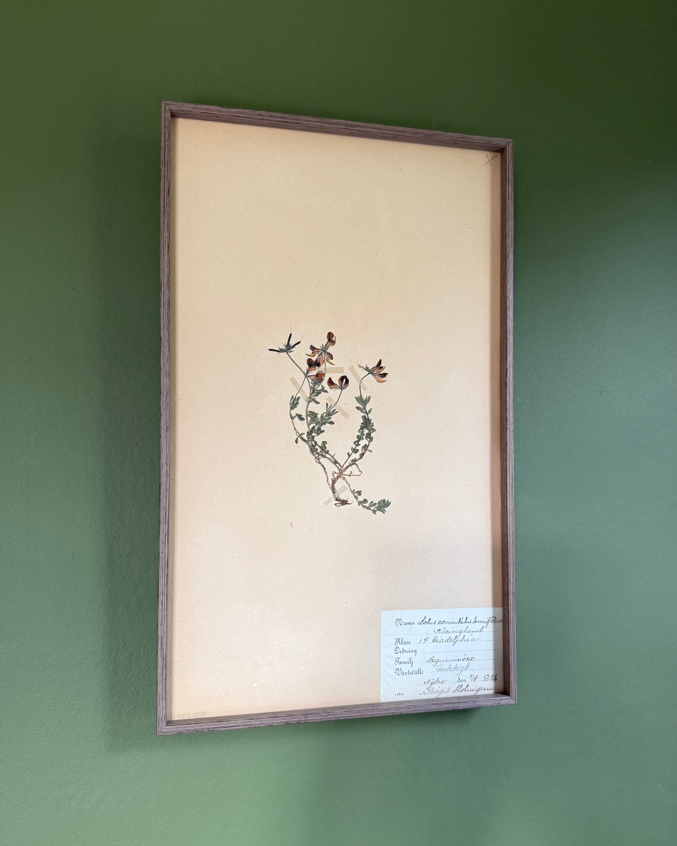Framed Herbarium Sheet #2