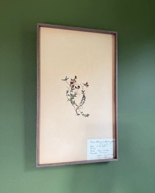 Framed Herbarium Sheet #2