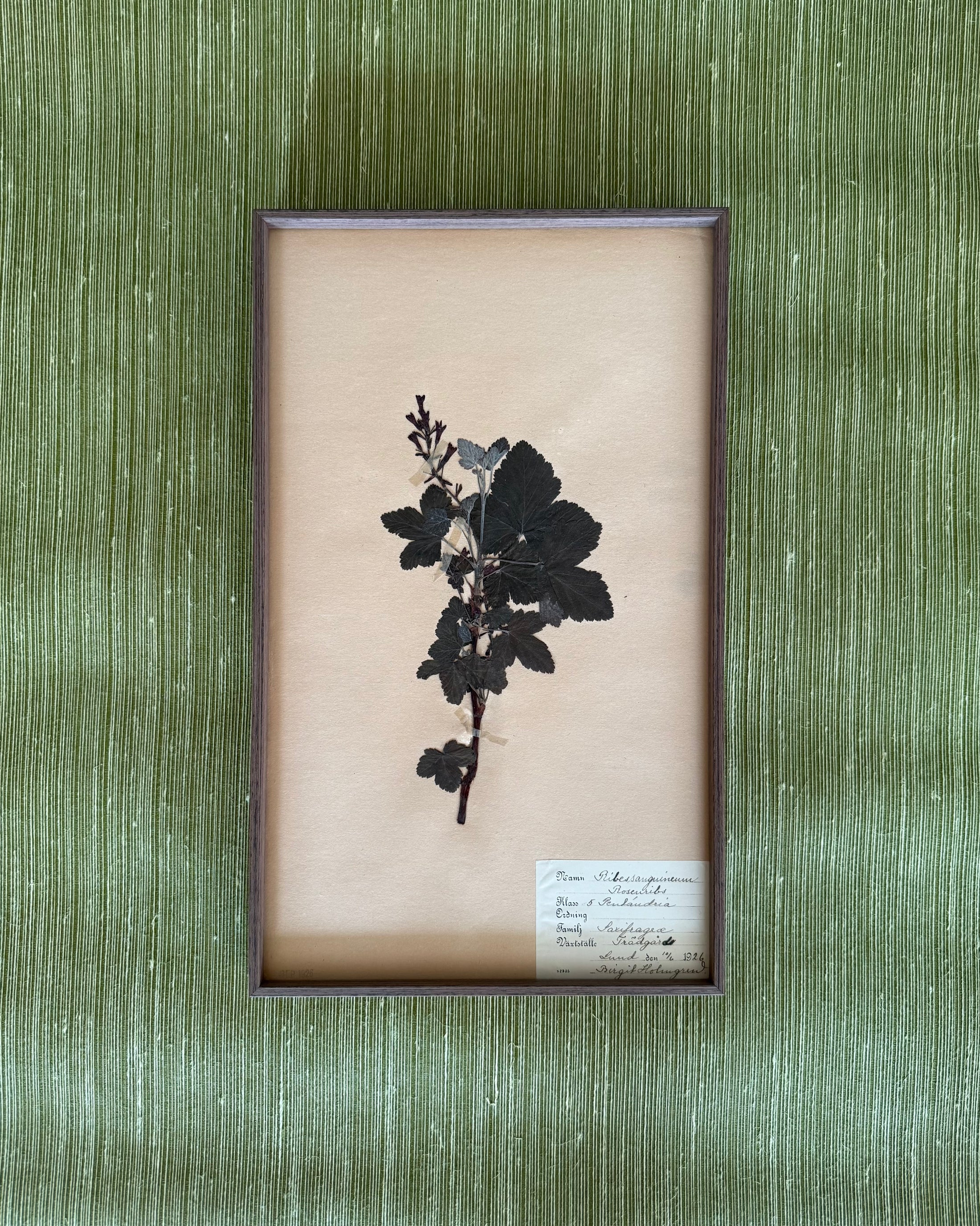 Framed Herbarium Sheet #12