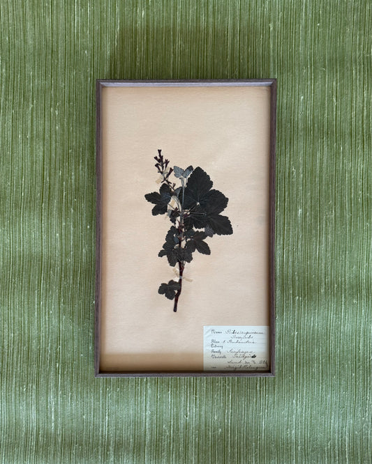 Framed Herbarium Sheet #12
