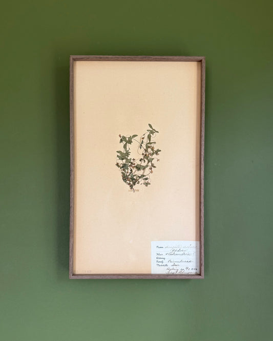 Framed Herbarium Sheet #10