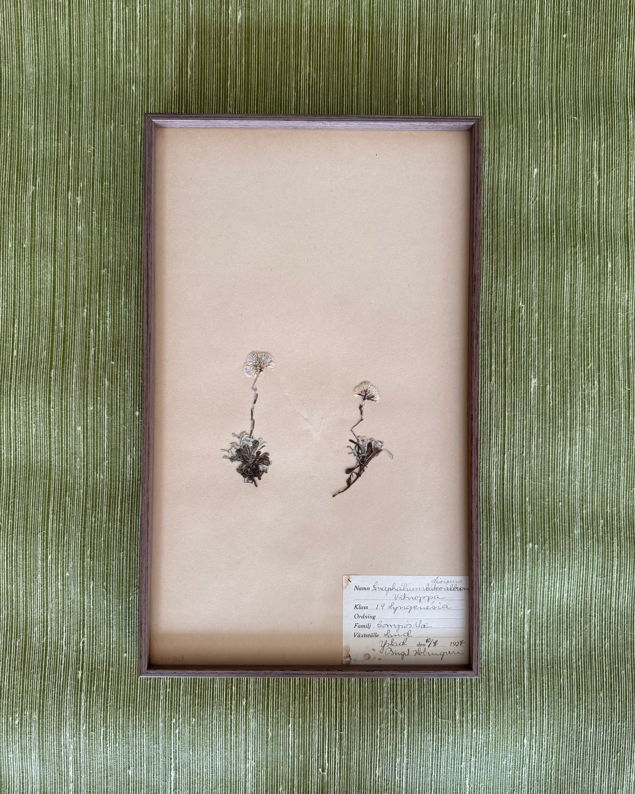 Framed Herbarium Sheet #14