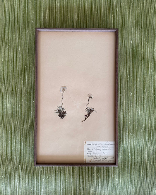 Framed Herbarium Sheet #14