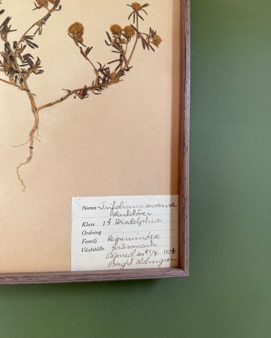 Framed Herbarium Sheet #3