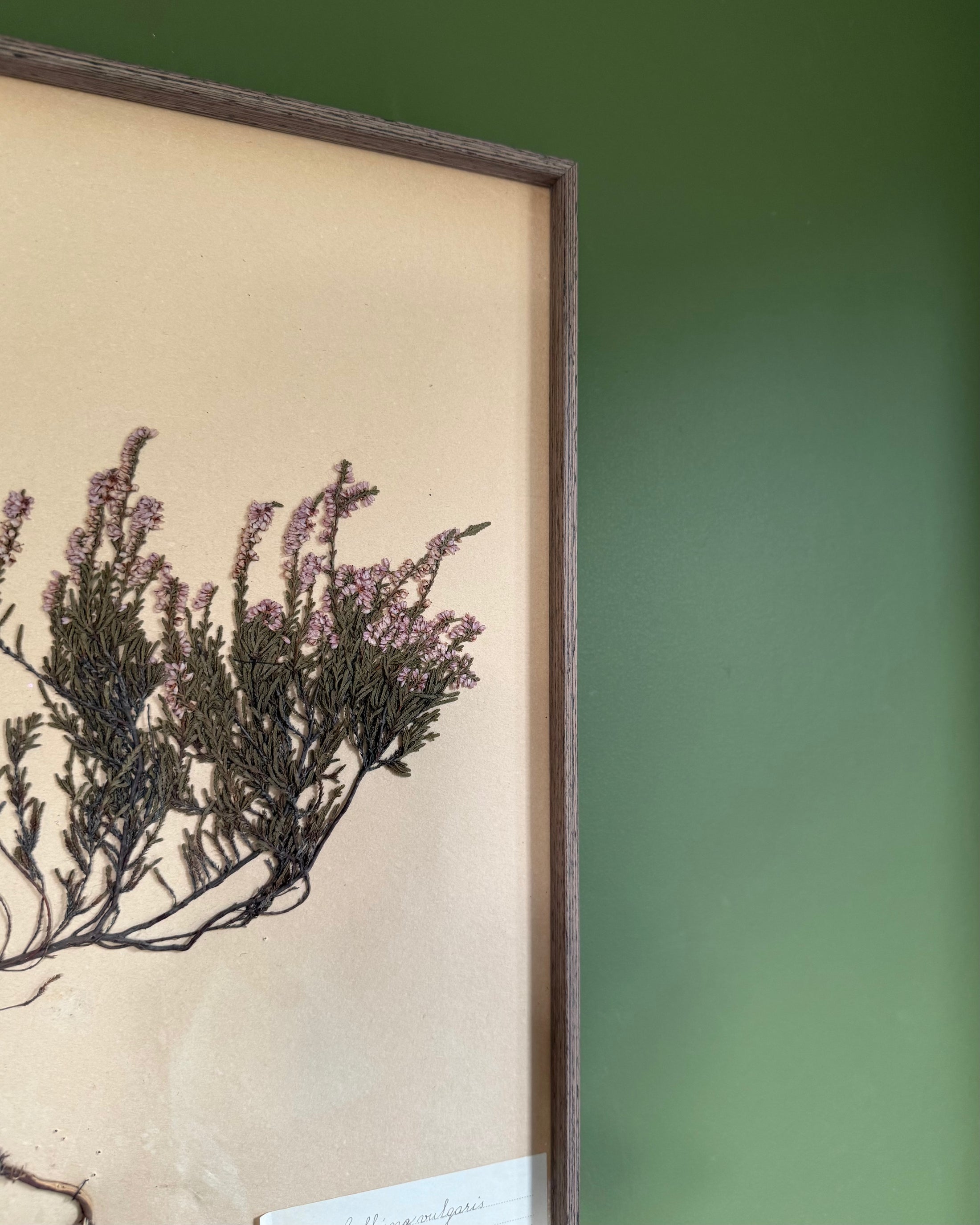 Framed Herbarium Sheet #8
