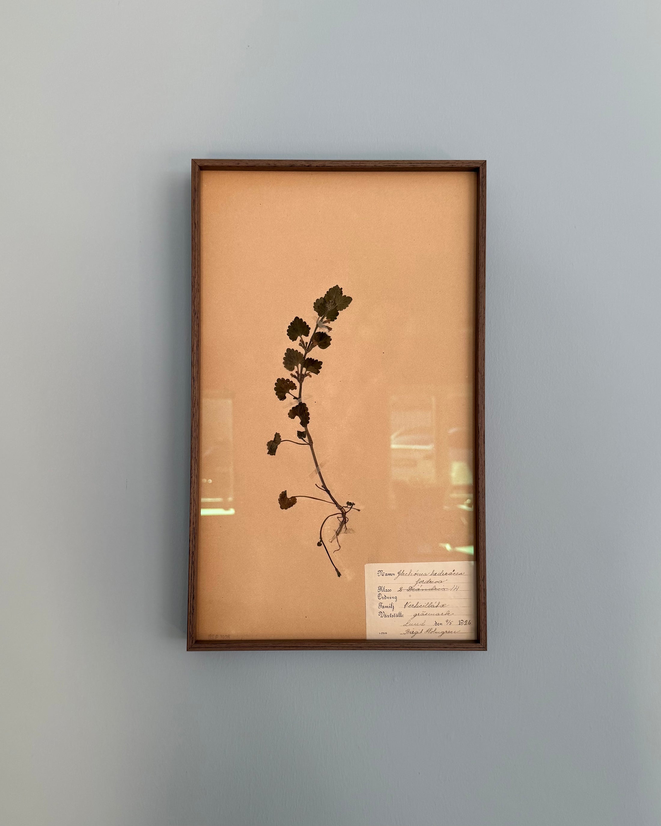 Framed Herbarium Sheet #19