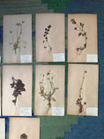 Load image into Gallery viewer, Framed Herbarium Sheet #15
