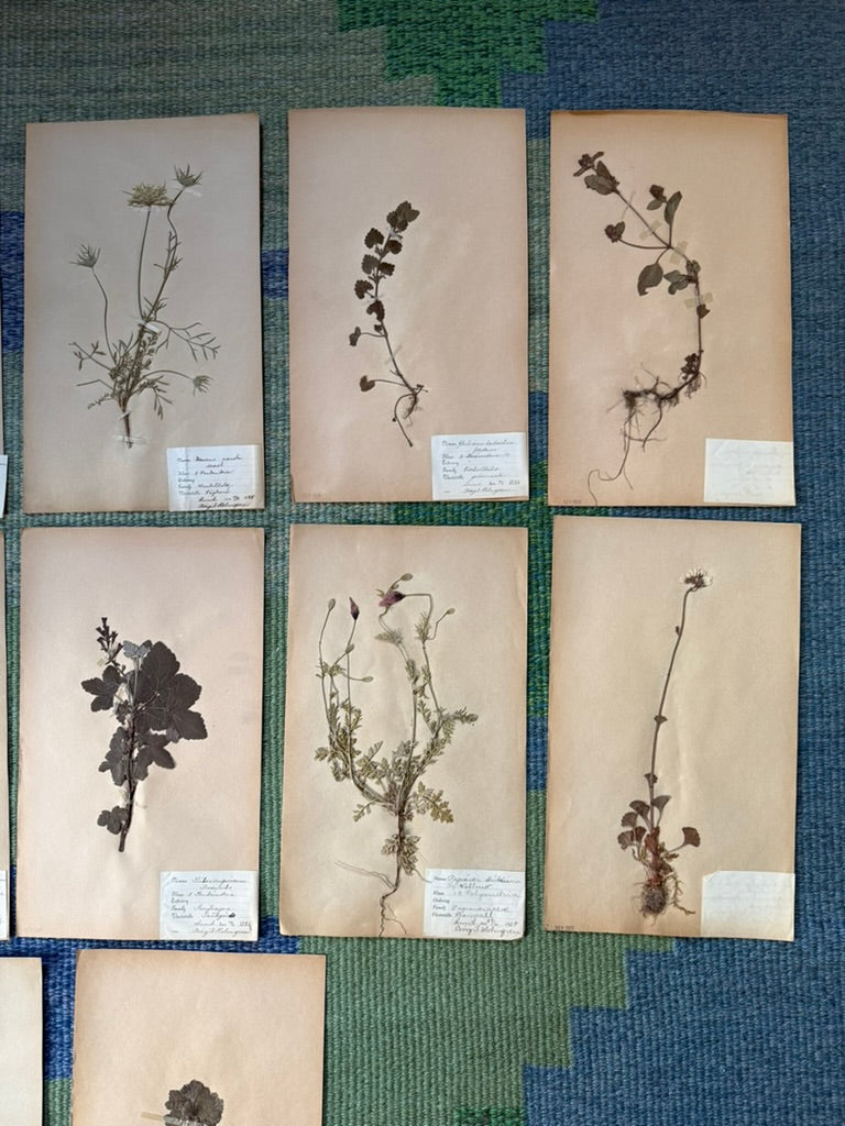 Framed Herbarium Sheet #15