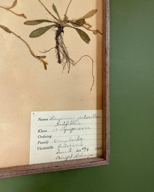Framed Herbarium Sheet #4