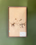 Load image into Gallery viewer, Framed Herbarium Sheet #4
