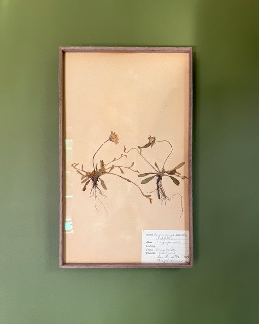 Framed Herbarium Sheet #4