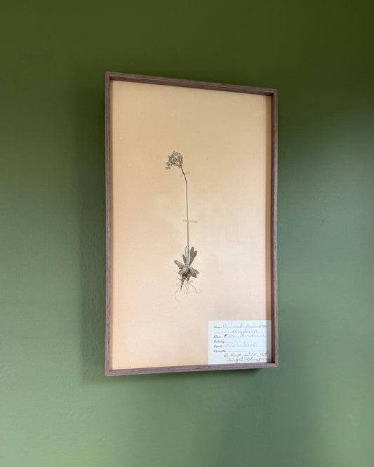 Framed Herbarium Sheet #1