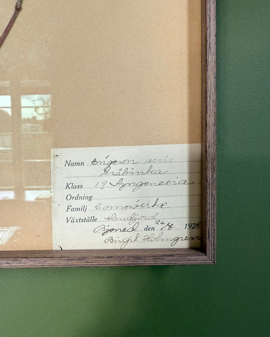 Framed Herbarium Sheet #6