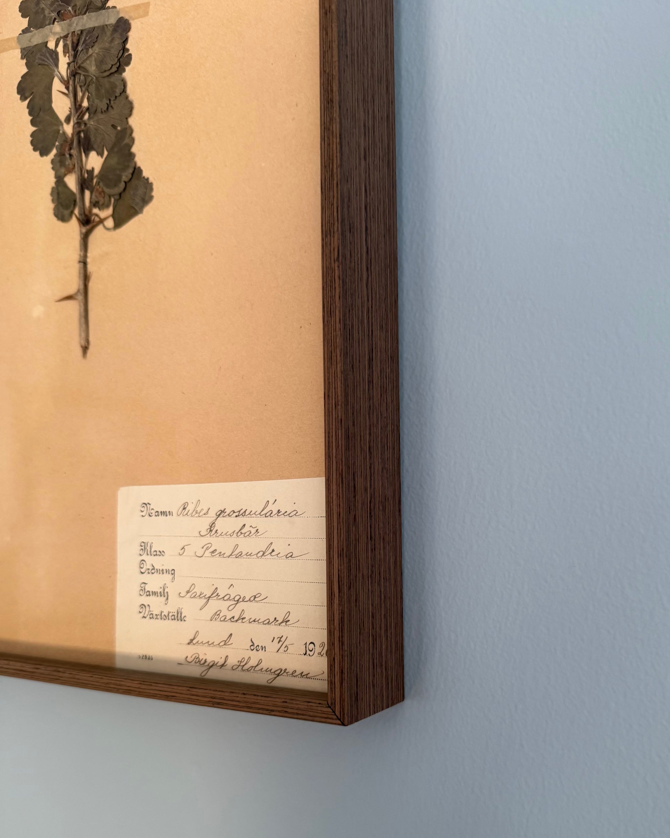 Framed Herbarium Sheet #18