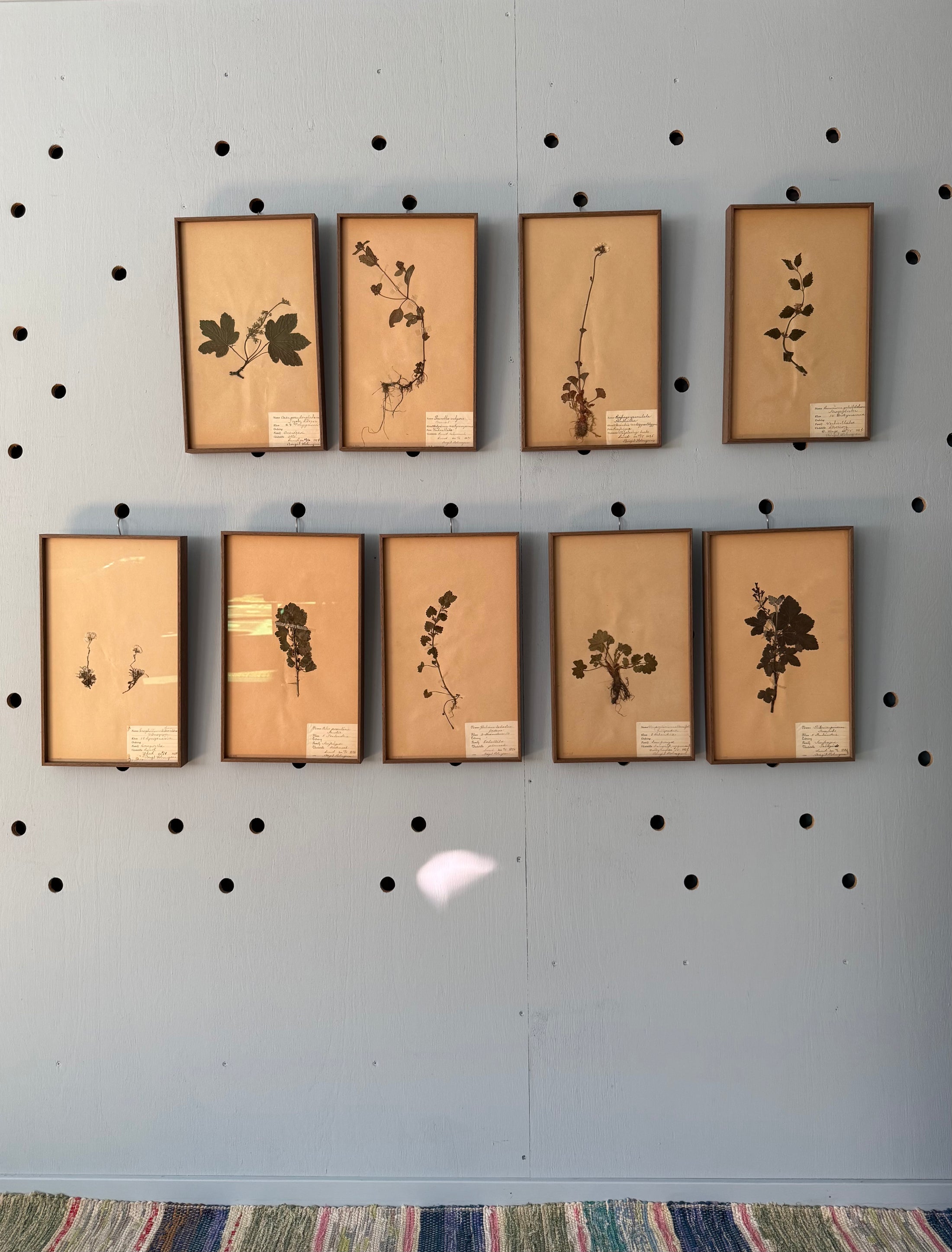 Framed Herbarium Sheet #15
