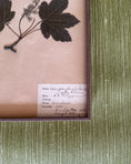 Load image into Gallery viewer, Framed Herbarium Sheet #13
