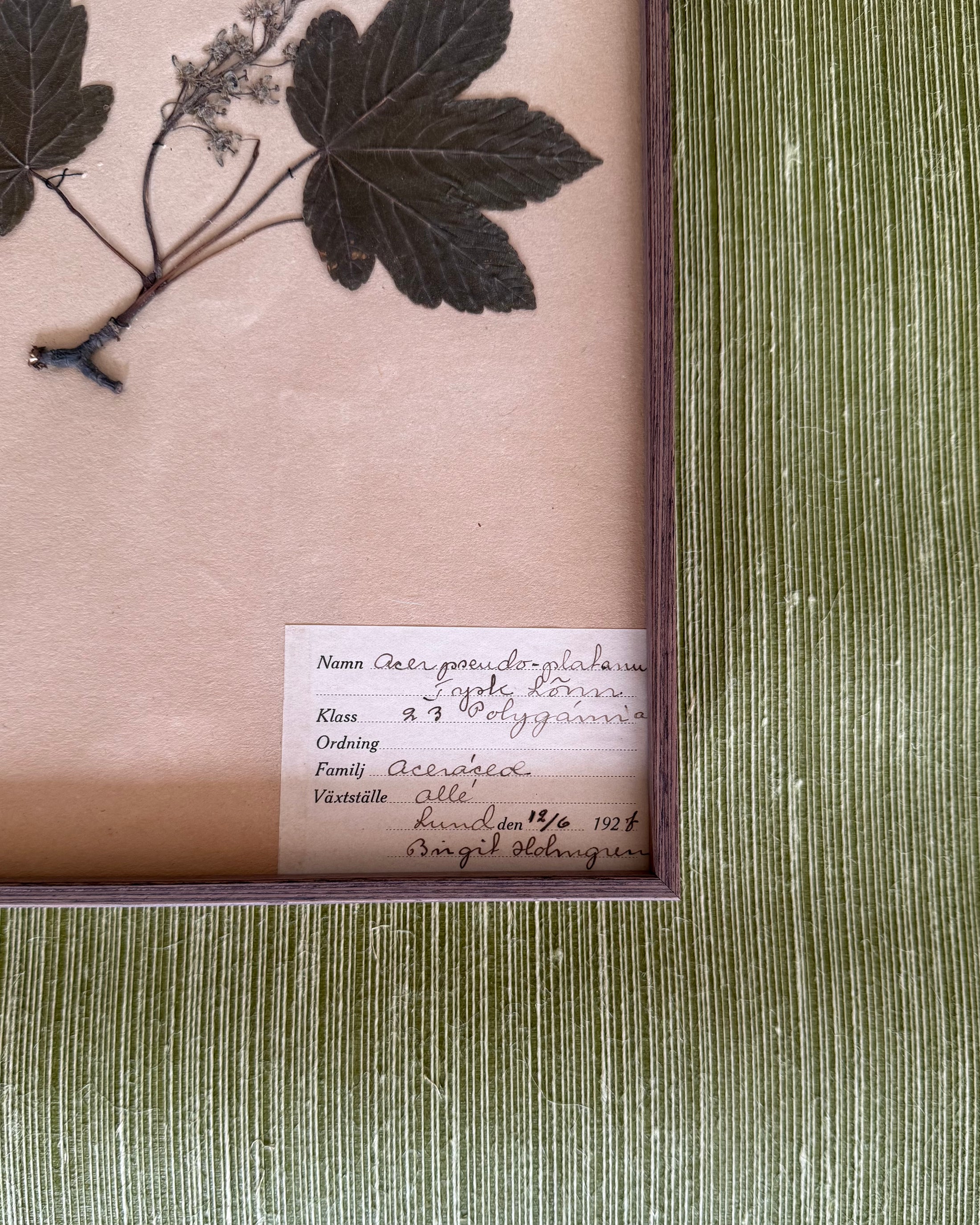 Framed Herbarium Sheet #13