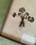 Load image into Gallery viewer, Framed Herbarium Sheet #17
