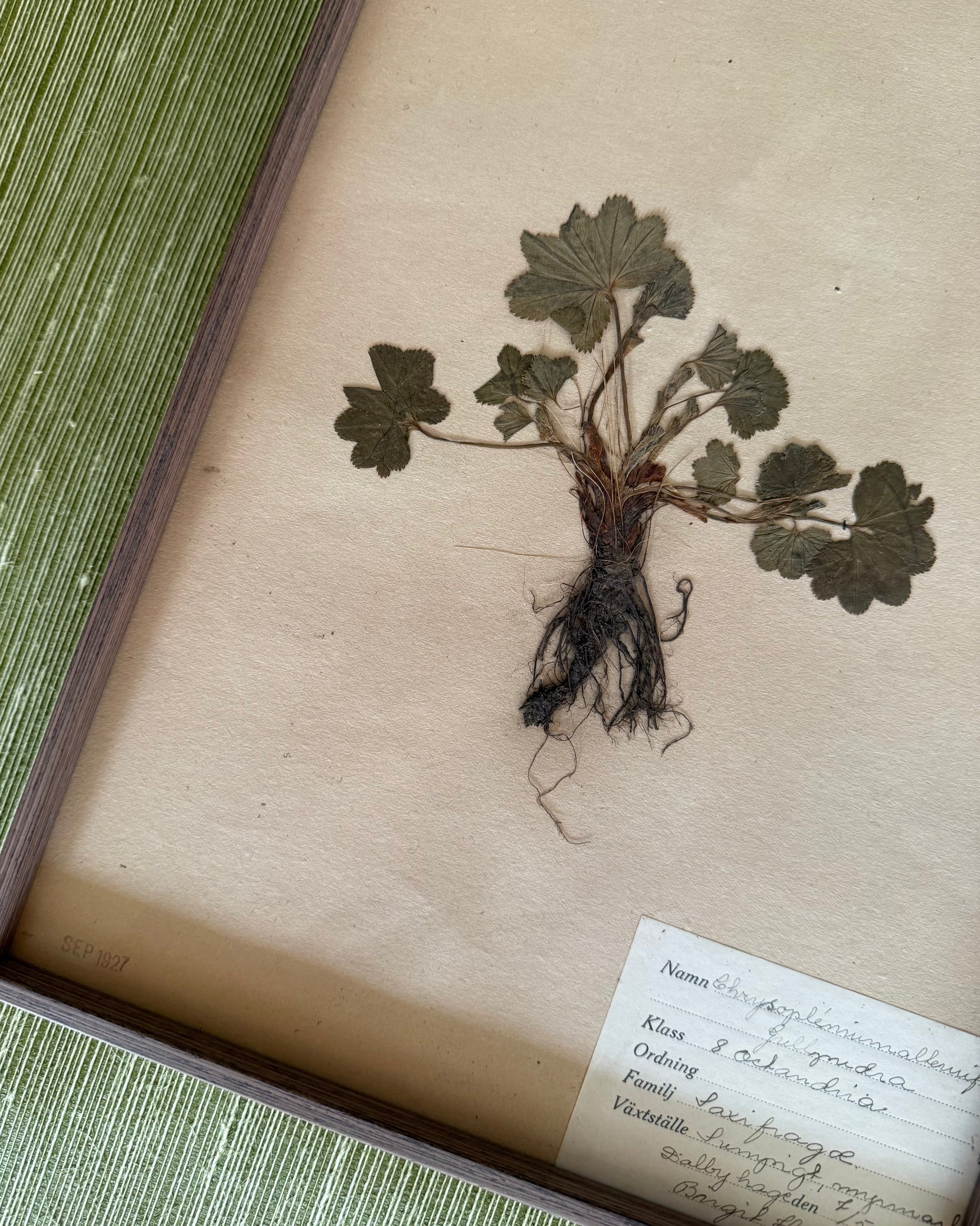 Framed Herbarium Sheet #17