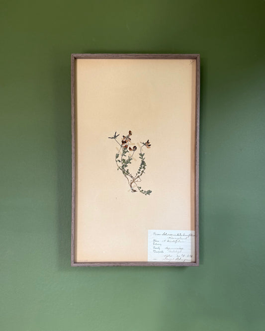 Framed Herbarium Sheet #2