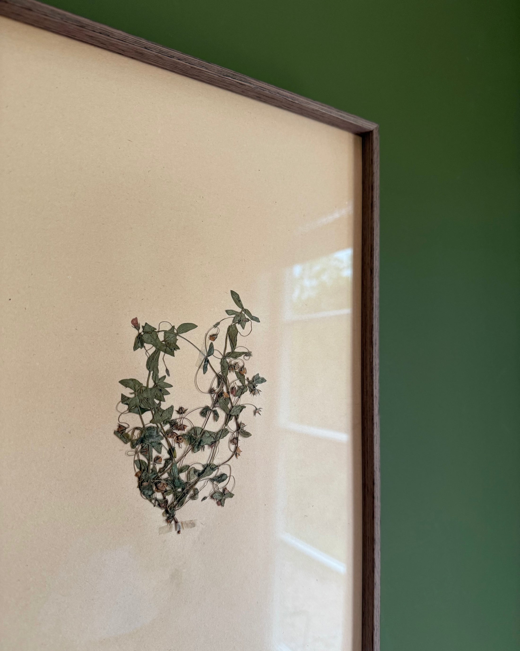 Framed Herbarium Sheet #10