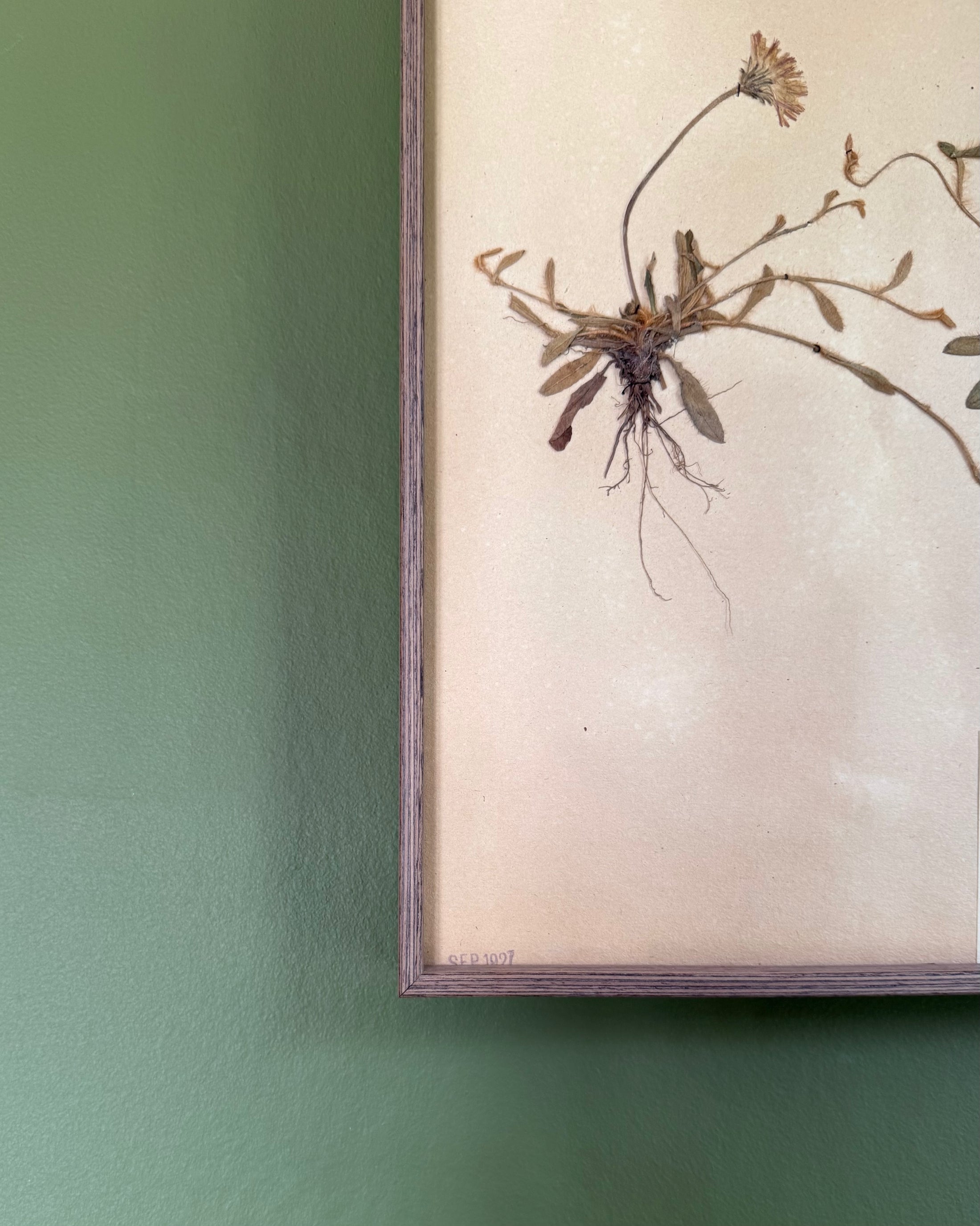 Framed Herbarium Sheet #4