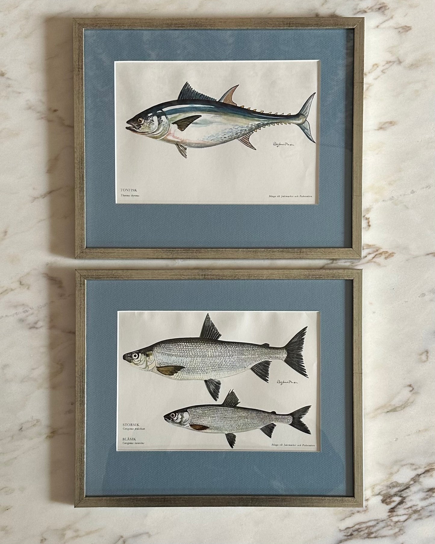 Framed Vintage Fish Print - "Tonfisk"