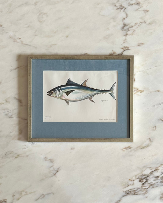 Framed Vintage Fish Print - "Tonfisk"
