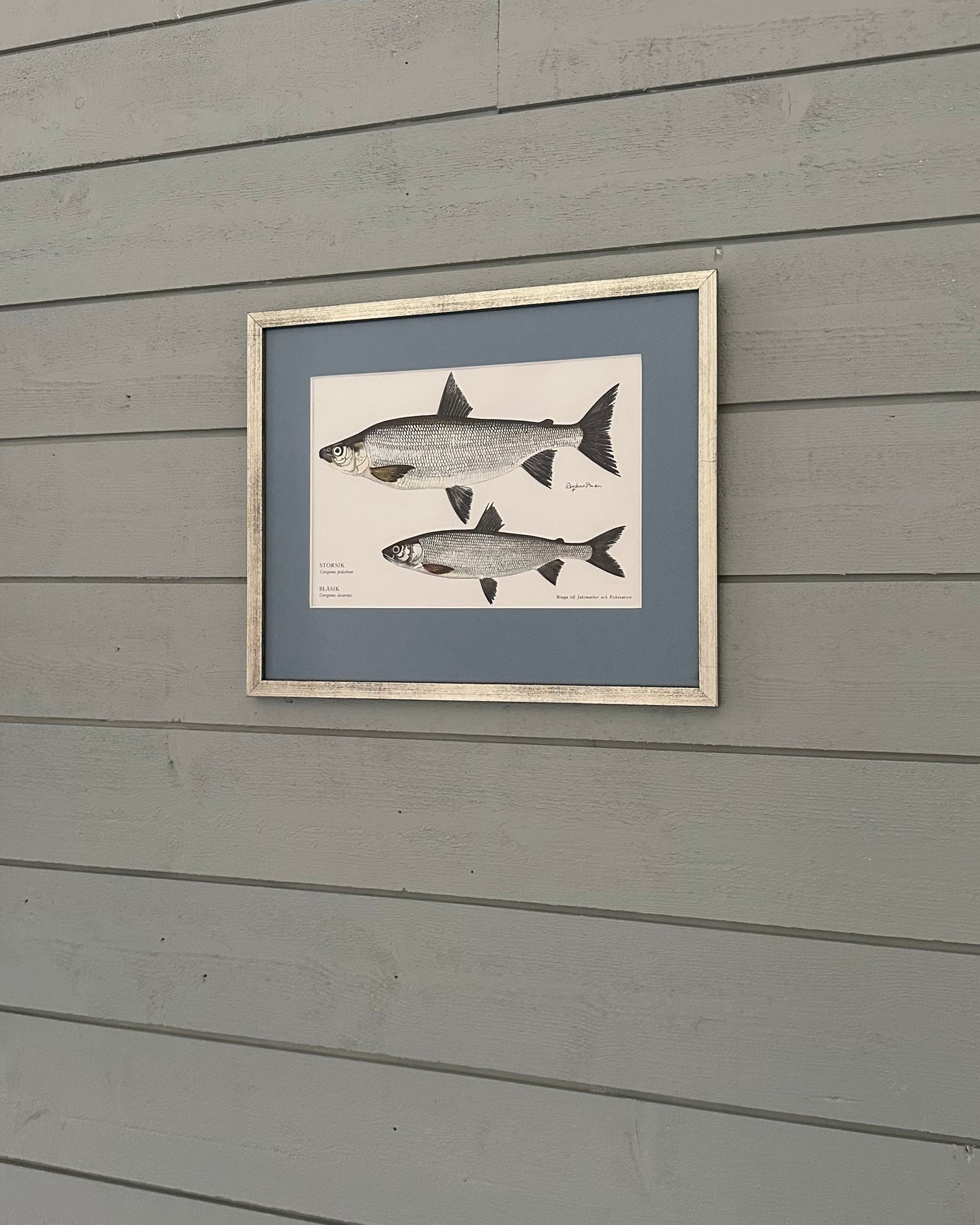Framed Vintage Fish Print - "Storsik and Blåsik"