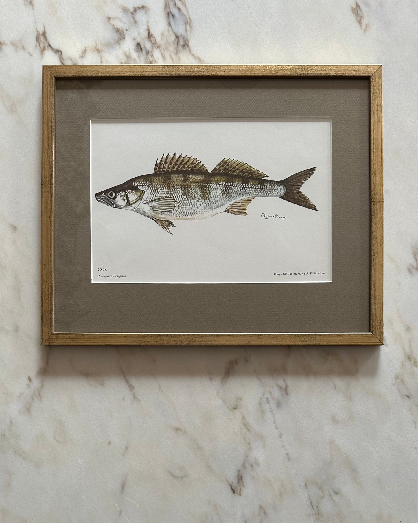Framed Vintage Fish Print - "Gös"
