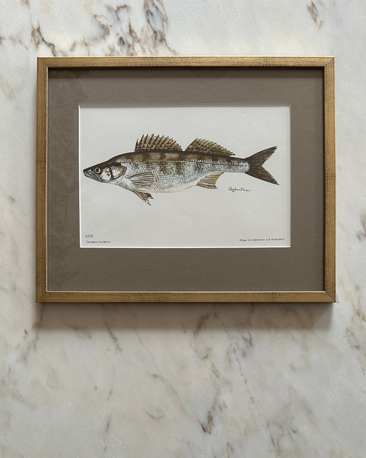 Framed Vintage Fish Print - "Gös"