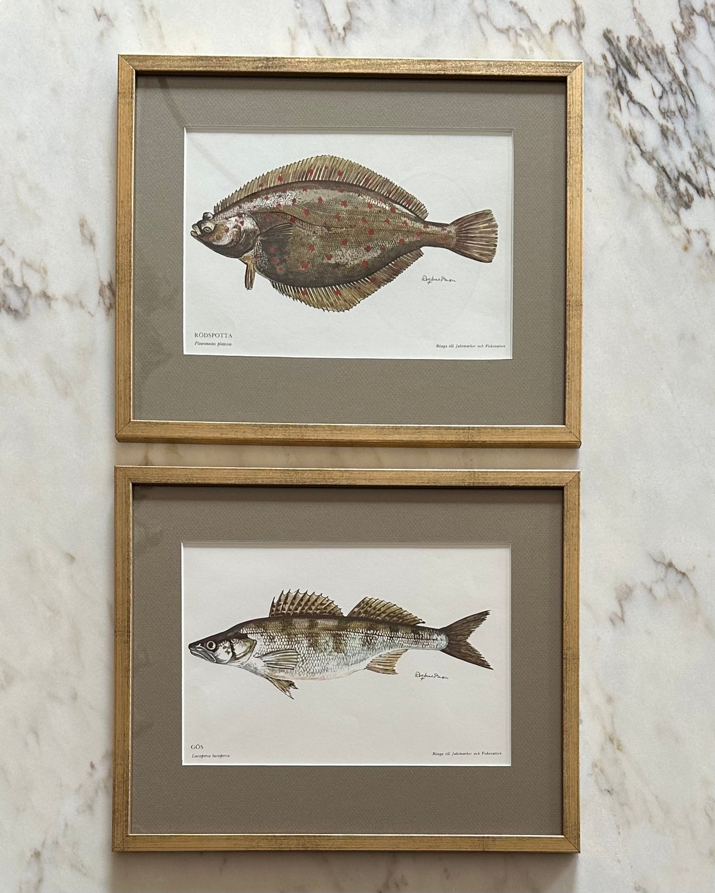Framed Vintage Fish Print - "Rödspotta"